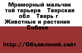 Мраморный мальчик той-терьера - Тверская обл., Тверь г. Животные и растения » Собаки   